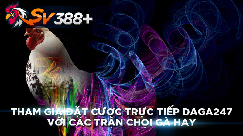 Tham gia đặt cược trực tiếp daga247 với các trận chọi gà hay